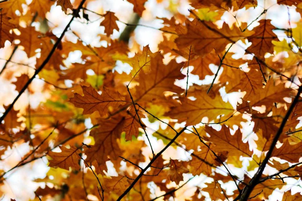 foglie-autunno
